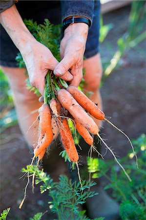 Hands holding bunch of carrots Stock Photo - Premium Royalty-Free, Code: 6102-08000564