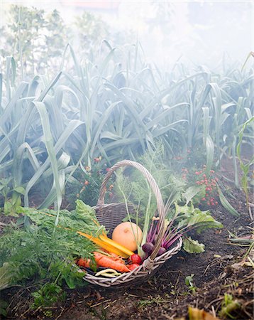 simsearch:6102-08001350,k - Autumn vegetables in basket Stockbilder - Premium RF Lizenzfrei, Bildnummer: 6102-08000569