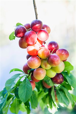 simsearch:6102-08520668,k - Plums on tree, close-up Stock Photo - Premium Royalty-Free, Code: 6102-08000585