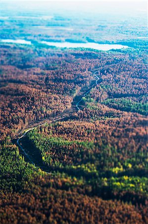 Dead trees in autumn forest Fotografie stock - Premium Royalty-Free, Codice: 6102-08000506