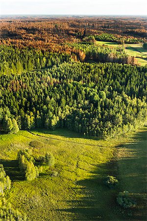 Dead trees in forest Fotografie stock - Premium Royalty-Free, Codice: 6102-08000510