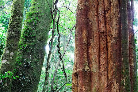 Trees in old forest Stock Photo - Premium Royalty-Free, Code: 6102-08000611