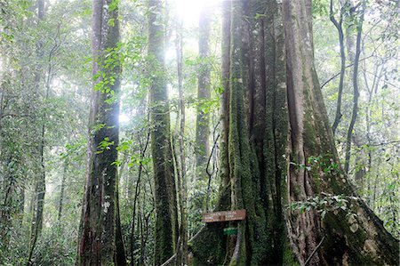 rainforest in africa - Old tree in forest Stock Photo - Premium Royalty-Free, Code: 6102-08000615