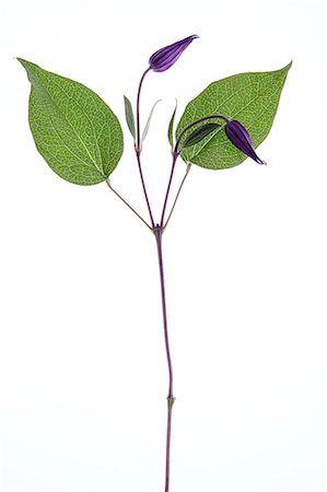 purple flowers on white background - Flower with purple buds on white background Stock Photo - Premium Royalty-Free, Code: 6102-08000631