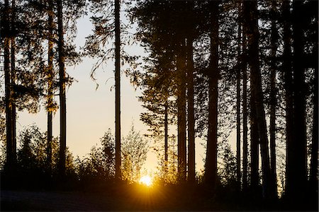 simsearch:6102-08001311,k - Silhouettes of trees at sunset Stock Photo - Premium Royalty-Free, Code: 6102-08000635