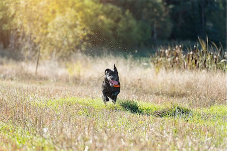 simsearch:6102-08748643,k - Dog running on meadow Foto de stock - Royalty Free Premium, Número: 6102-08000773