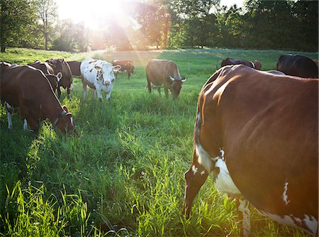 simsearch:6102-07843299,k - Cows on pasture Stock Photo - Premium Royalty-Free, Code: 6102-08000794