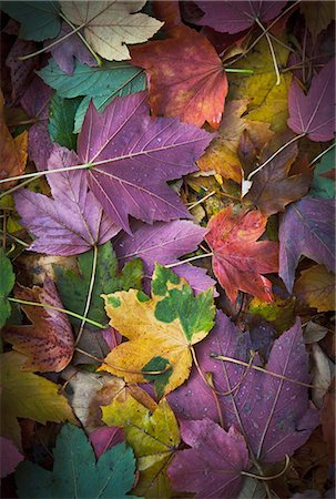 Autumn leaves Foto de stock - Sin royalties Premium, Código: 6102-08000796