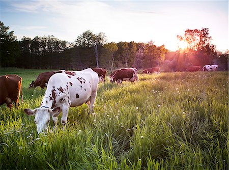 simsearch:6102-07843299,k - Cows grazing Stock Photo - Premium Royalty-Free, Code: 6102-08000810