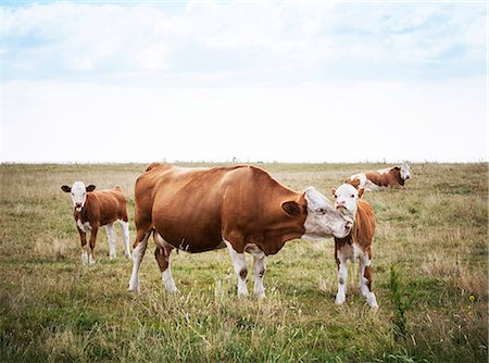 four animals - Cows on pasture Foto de stock - Sin royalties Premium, Código: 6102-08000812