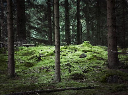 Gloomy forest Photographie de stock - Premium Libres de Droits, Code: 6102-08000814