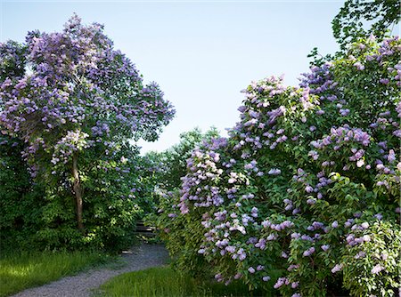 shrub - Blossoming lilac Photographie de stock - Premium Libres de Droits, Code: 6102-08000822