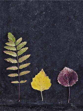 fall aspen leaves - Leaves on grey background Stock Photo - Premium Royalty-Free, Code: 6102-08001042