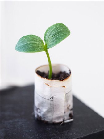 semilla de calabaza - Seedling, close-up Photographie de stock - Premium Libres de Droits, Code: 6102-08001012