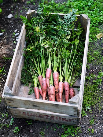 simsearch:6102-08885262,k - Carrots in wooden crate Foto de stock - Royalty Free Premium, Número: 6102-08001026