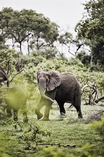 Elephants walking Stock Photo - Premium Royalty-Free, Image code: 6102-08001177