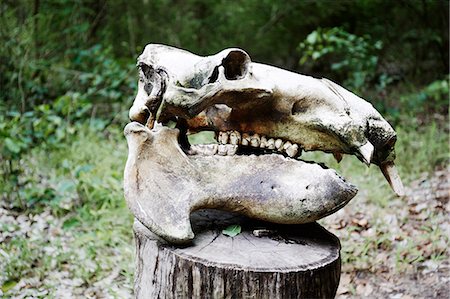 Animal skull on stump Photographie de stock - Premium Libres de Droits, Code: 6102-08001193