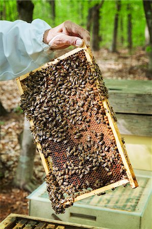 Bee keeping Stock Photo - Premium Royalty-Free, Code: 6102-08001281