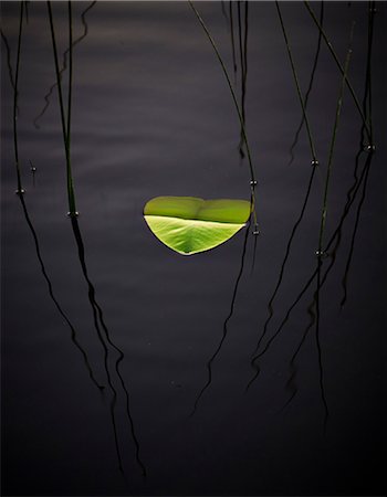 floating (object on water) - Leaf on water Stock Photo - Premium Royalty-Free, Code: 6102-08001349