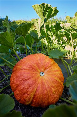 pumpkin garden - Pumpkin on field Stock Photo - Premium Royalty-Free, Code: 6102-08001350