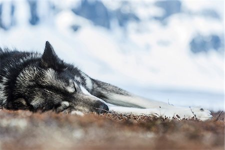 simsearch:6102-08168895,k - Dog sleeping on snow Photographie de stock - Premium Libres de Droits, Code: 6102-08001306