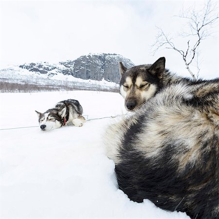 Dog sleeping in snow Stock Photo - Premium Royalty-Free, Code: 6102-08001309