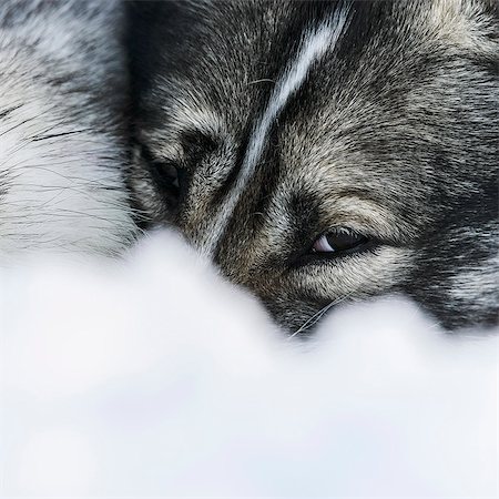 sweden nobody - Dog in snow Stock Photo - Premium Royalty-Free, Code: 6102-08001312