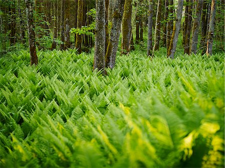 Ferns in forest Foto de stock - Sin royalties Premium, Código: 6102-08001333