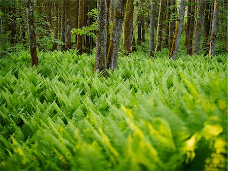 simsearch:6102-08001354,k - Ferns in forest Stockbilder - Premium RF Lizenzfrei, Bildnummer: 6102-08001333