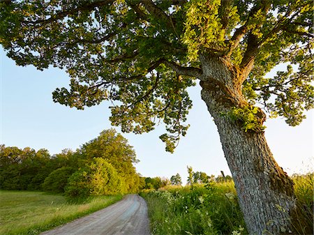 roble (madera) - Trees at dirt road Foto de stock - Sin royalties Premium, Código: 6102-08001331