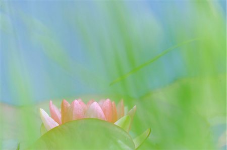 simsearch:400-04424294,k - Pink water lily Stock Photo - Premium Royalty-Free, Code: 6102-08001338