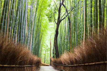 Footpath leading through bamboo forest Foto de stock - Sin royalties Premium, Código: 6102-08001475