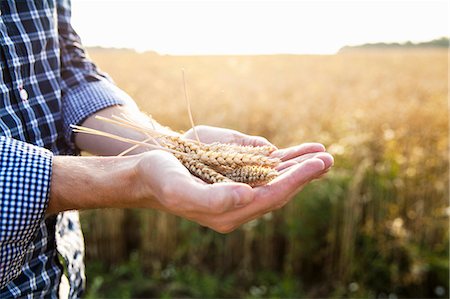 Wheat on mans hands Stock Photo - Premium Royalty-Free, Code: 6102-08001479