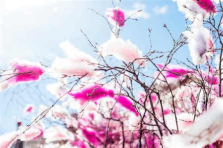 feather  close-up - Pink feathers on twigs Foto de stock - Sin royalties Premium, Código: 6102-08168767