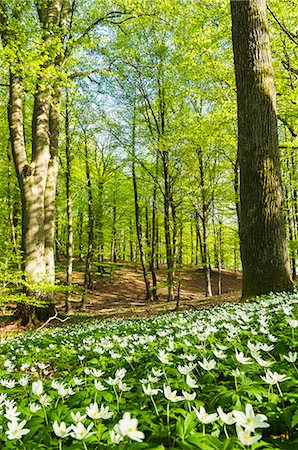 simsearch:6102-08994936,k - Wood anemones in forest Photographie de stock - Premium Libres de Droits, Code: 6102-08168706