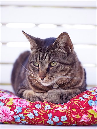 simsearch:6102-08566569,k - Cat lying on pillow Stock Photo - Premium Royalty-Free, Code: 6102-08168895