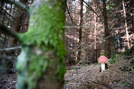 poison - Toadstool in forest Photographie de stock - Premium Libres de Droits, Code: 6102-08168979