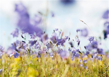flowers summer without people - Purple flowers on meadow Stock Photo - Premium Royalty-Free, Code: 6102-08168981