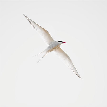 simsearch:6102-07789578,k - Bird in flight Photographie de stock - Premium Libres de Droits, Code: 6102-08169014