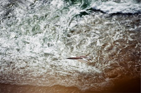 simsearch:6102-08996600,k - Seagull flying over sea Foto de stock - Sin royalties Premium, Código: 6102-08169016