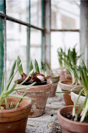 Bulb plants in pots Stock Photo - Premium Royalty-Free, Code: 6102-08183970