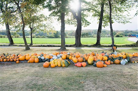 simsearch:6102-06337026,k - Pumpkins under trees Fotografie stock - Premium Royalty-Free, Codice: 6102-08184020