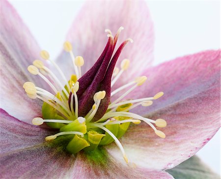 simsearch:6102-08270878,k - Close-up of pink flower Photographie de stock - Premium Libres de Droits, Code: 6102-08184140