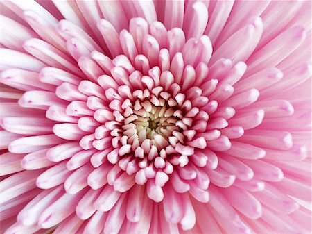 simsearch:6102-03905562,k - Close-up of pink flower Photographie de stock - Premium Libres de Droits, Code: 6102-08184166