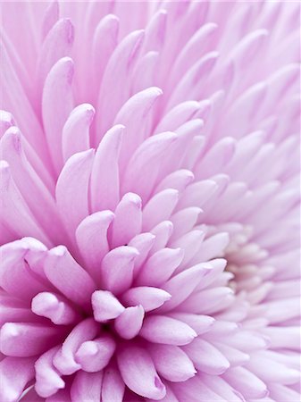 simsearch:6102-08184098,k - Close-up of pink flower Foto de stock - Sin royalties Premium, Código: 6102-08184168