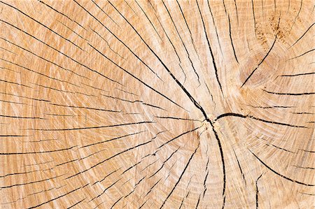 simsearch:6102-08270878,k - Close-up of cracked wood Photographie de stock - Premium Libres de Droits, Code: 6102-08184136