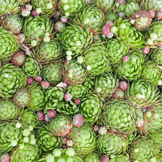 Succulents Stock Photo - Premium Royalty-Free, Image code: 6102-08184232