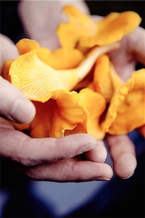 Hands holding chanterelles Photographie de stock - Premium Libres de Droits, Code: 6102-08120098