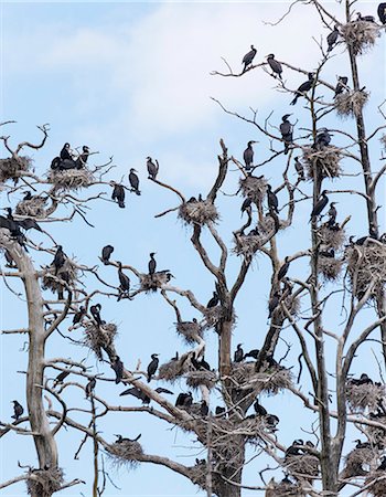 Birds perching on bare tree Foto de stock - Royalty Free Premium, Número: 6102-08120157