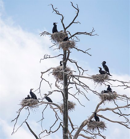 simsearch:6102-08120157,k - Birds perching on bare tree Foto de stock - Sin royalties Premium, Código: 6102-08120158